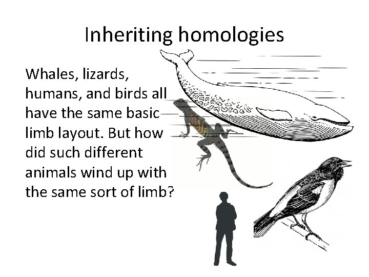 Inheriting homologies Whales, lizards, humans, and birds all have the same basic limb layout.
