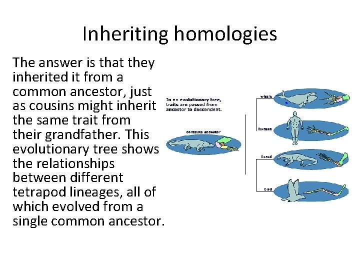 Inheriting homologies The answer is that they inherited it from a common ancestor, just