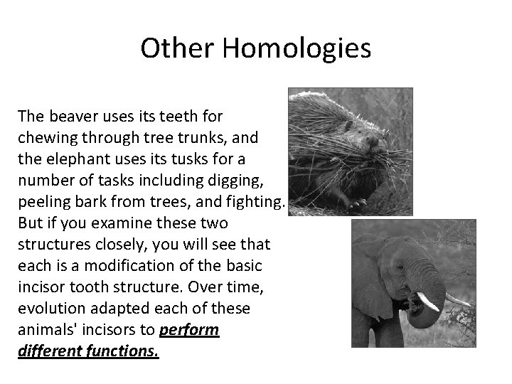 Other Homologies The beaver uses its teeth for chewing through tree trunks, and the