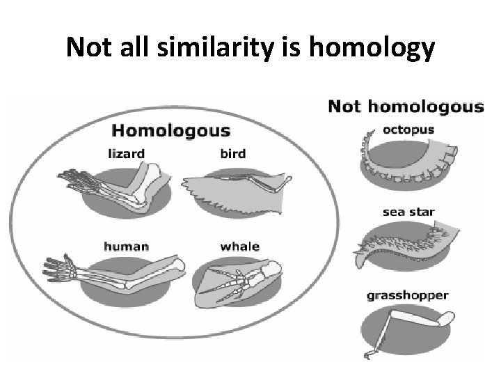 Not all similarity is homology 