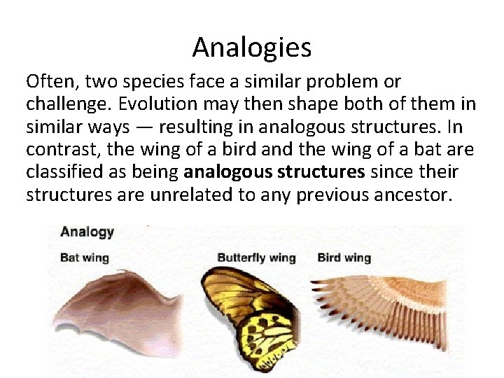 Analogies Often, two species face a similar problem or challenge. Evolution may then shape