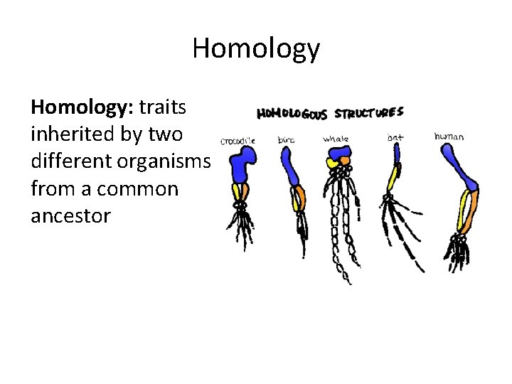 Homology: traits inherited by two different organisms from a common ancestor 