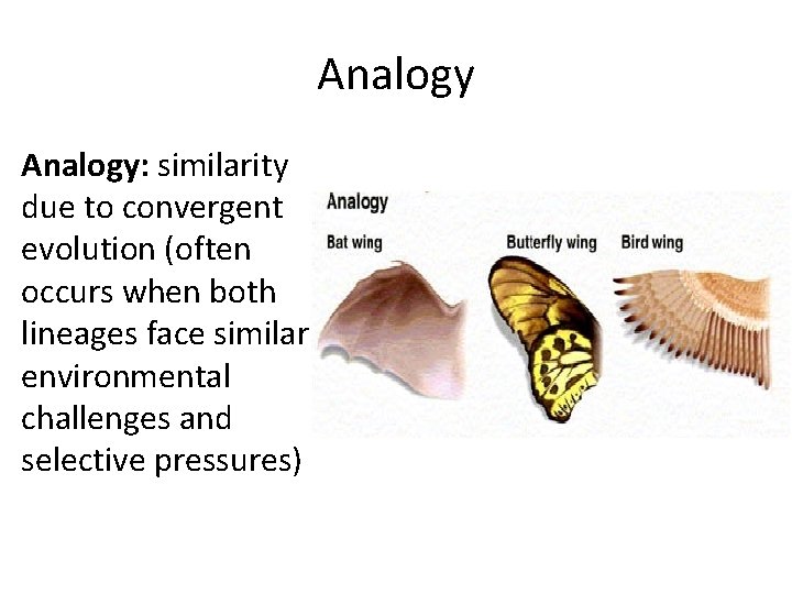 Analogy: similarity due to convergent evolution (often occurs when both lineages face similar environmental