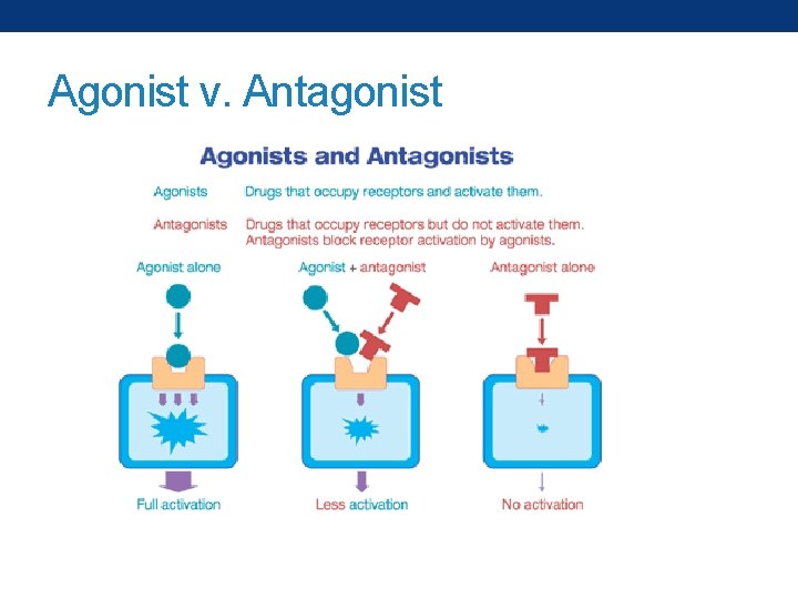 Agonist v. Antagonist 