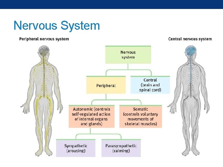 Nervous System 