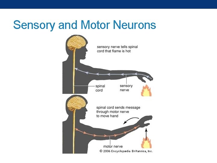 Sensory and Motor Neurons 