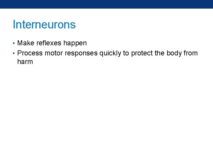 Interneurons • Make reflexes happen • Process motor responses quickly to protect the body