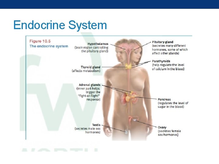 Endocrine System 