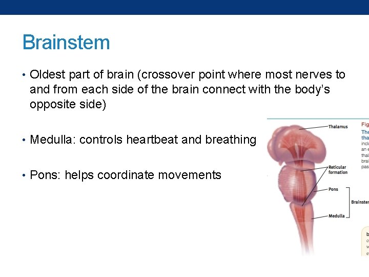 Brainstem • Oldest part of brain (crossover point where most nerves to and from