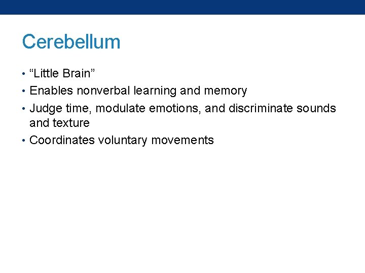 Cerebellum • “Little Brain” • Enables nonverbal learning and memory • Judge time, modulate