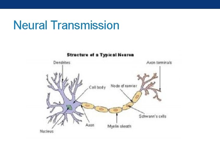 Neural Transmission 