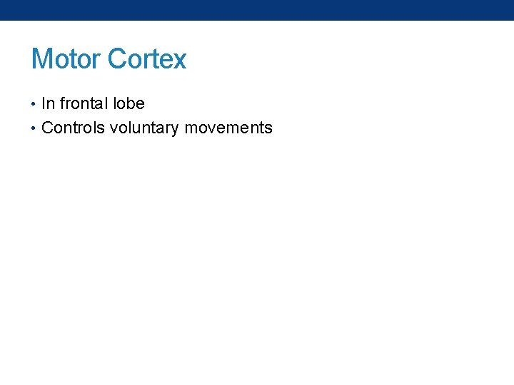 Motor Cortex • In frontal lobe • Controls voluntary movements 