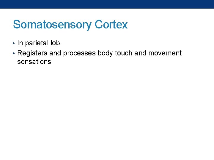 Somatosensory Cortex • In parietal lob • Registers and processes body touch and movement