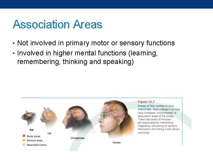 Association Areas • Not involved in primary motor or sensory functions • Involved in