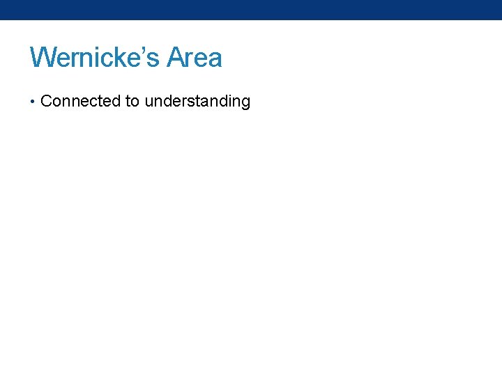 Wernicke’s Area • Connected to understanding 