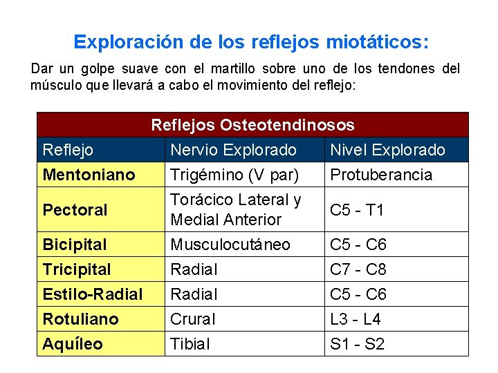  Exploración de los reflejos miotáticos: Dar un golpe suave con el martillo sobre