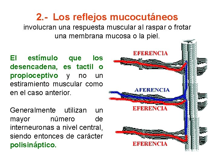 2. - Los reflejos mucocutáneos involucran una respuesta muscular al raspar o frotar una