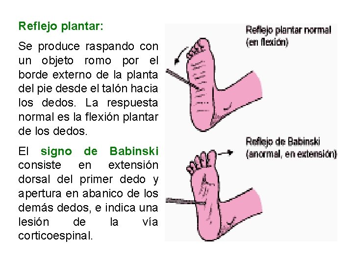 Reflejo plantar: Se produce raspando con un objeto romo por el borde externo de