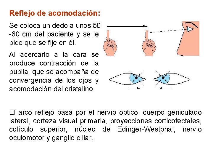 Reflejo de acomodación: Se coloca un dedo a unos 50 -60 cm del paciente
