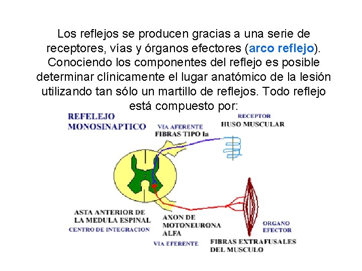 Los reflejos se producen gracias a una serie de receptores, vías y órganos efectores