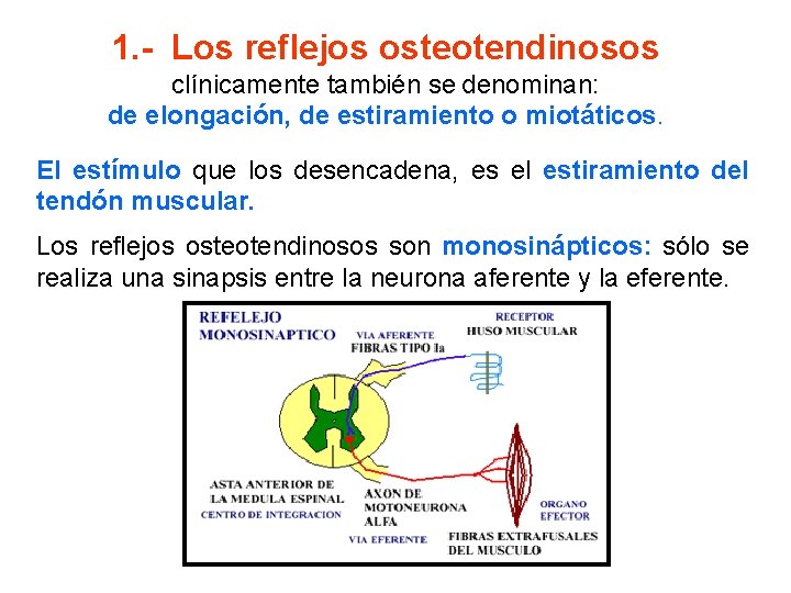 1. - Los reflejos osteotendinosos clínicamente también se denominan: de elongación, de estiramiento o