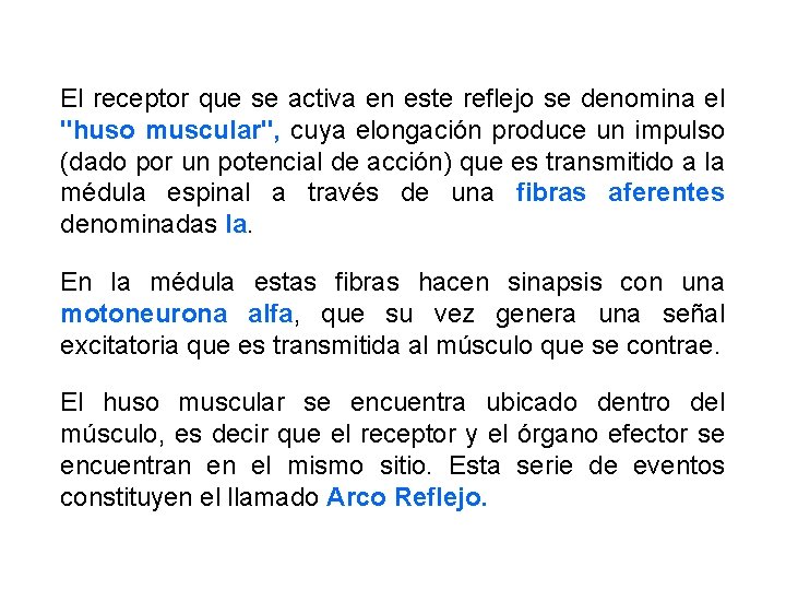 El receptor que se activa en este reflejo se denomina el "huso muscular", cuya