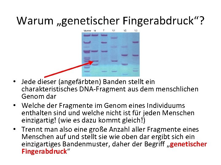 Warum „genetischer Fingerabdruck“? • Jede dieser (angefärbten) Banden stellt ein charakteristisches DNA-Fragment aus dem