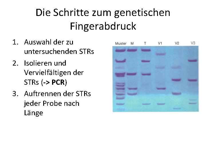 Die Schritte zum genetischen Fingerabdruck 1. Auswahl der zu untersuchenden STRs 2. Isolieren und