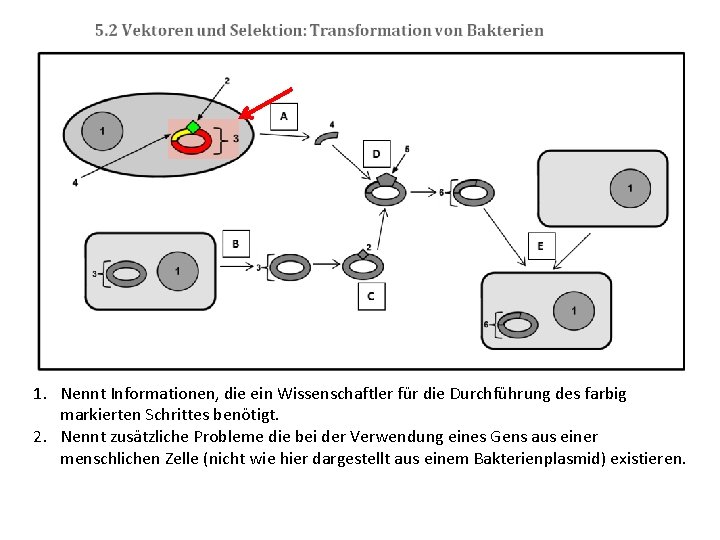 1. Nennt Informationen, die ein Wissenschaftler für die Durchführung des farbig markierten Schrittes benötigt.