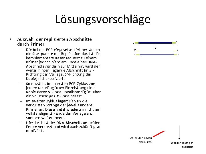 Lösungsvorschläge • Auswahl der replizierten Abschnitte durch Primer – Die bei der PCR eingesetzen Lösungsvorschläge • Auswahl der replizierten Abschnitte durch Primer – Die bei der PCR eingesetzen