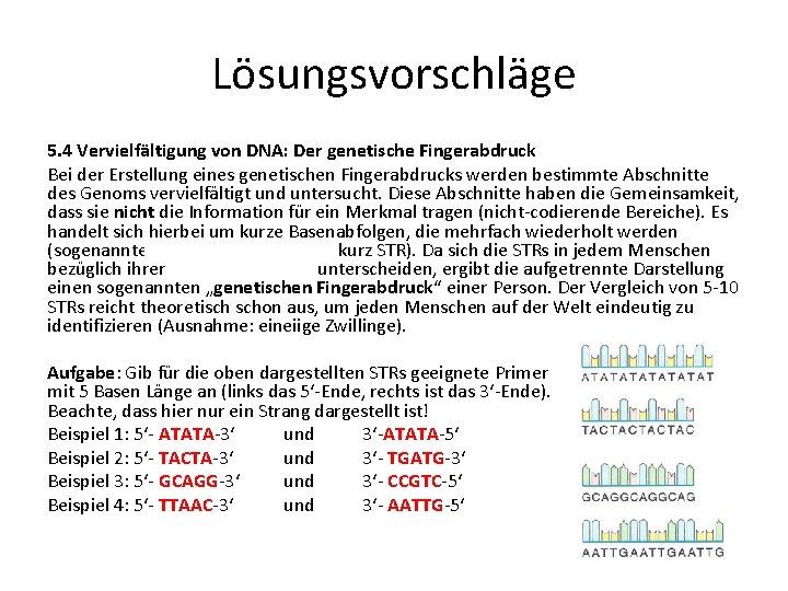 Lösungsvorschläge 5. 4 Vervielfältigung von DNA: Der genetische Fingerabdruck Bei der Erstellung eines genetischen