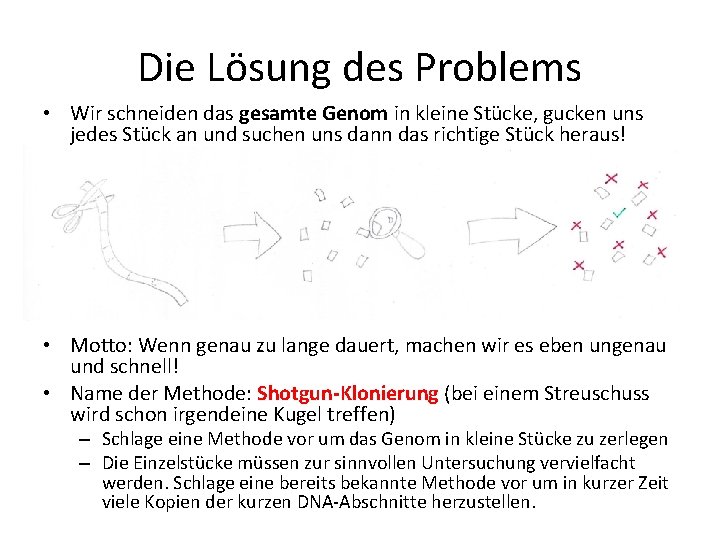 Die Lösung des Problems • Wir schneiden das gesamte Genom in kleine Stücke, gucken