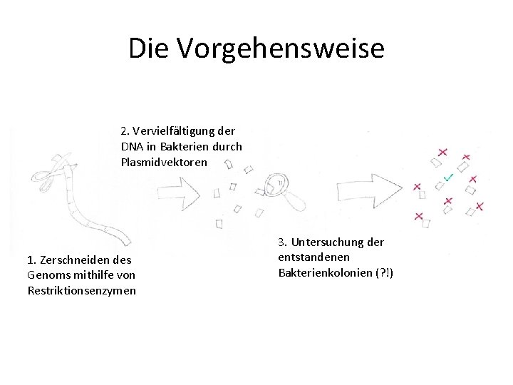 Die Vorgehensweise 2. Vervielfältigung der DNA in Bakterien durch Plasmidvektoren 1. Zerschneiden des Genoms