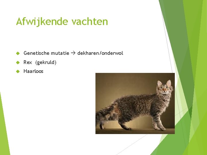 Afwijkende vachten Genetische mutatie dekharen/onderwol Rex (gekruld) Haarloos 