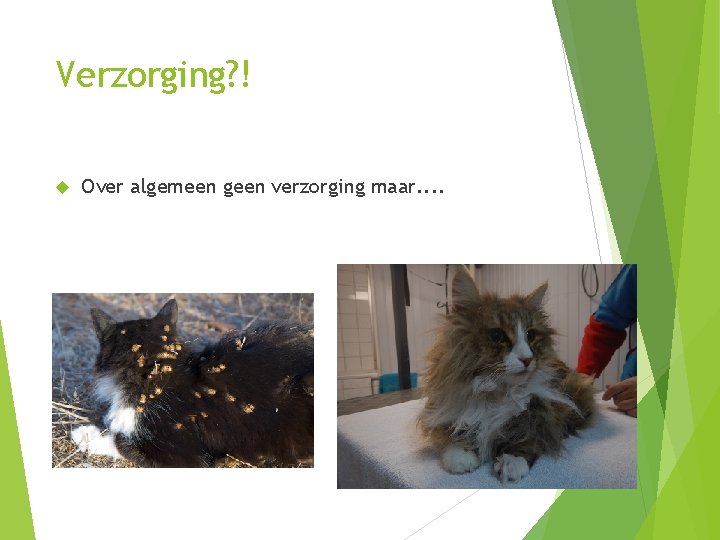 Verzorging? ! Over algemeen geen verzorging maar. . 