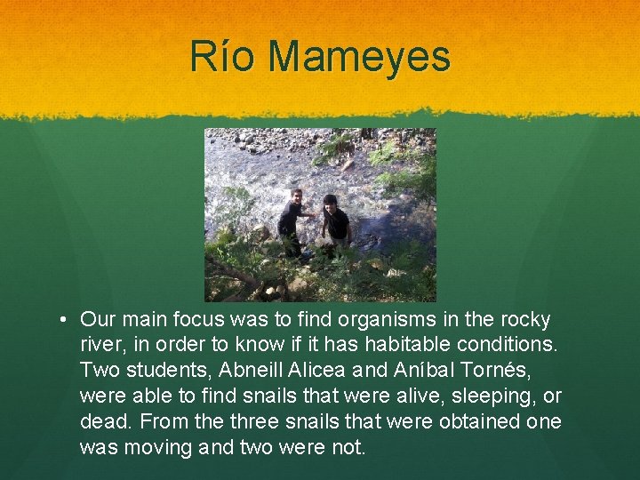 Río Mameyes • Our main focus was to find organisms in the rocky river,