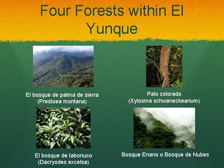 Four Forests within El Yunque El bosque de palma de sierra (Prestoea montana) Palo