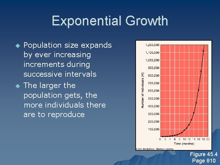 Exponential Growth u Population size expands by ever increasing increments during successive intervals u