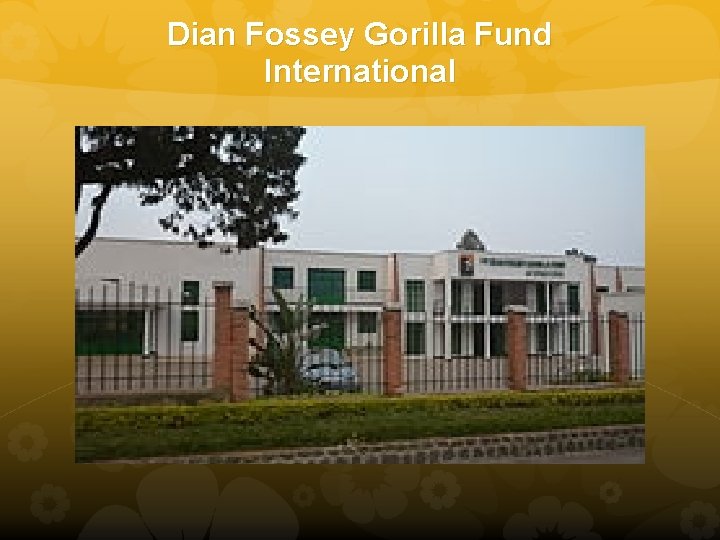 Dian Fossey Gorilla Fund International 