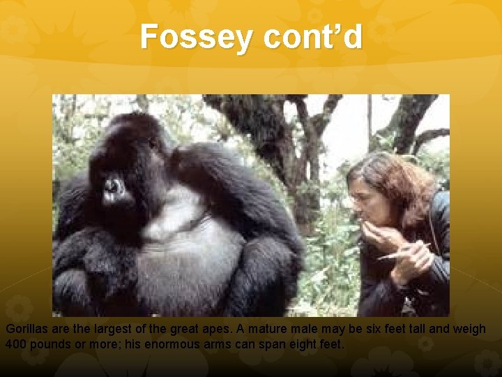 Fossey cont’d Gorillas are the largest of the great apes. A mature male may