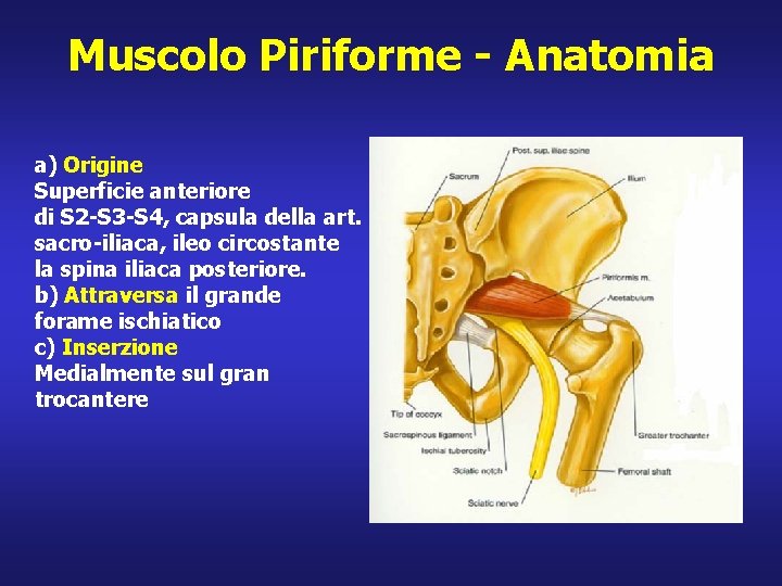 Muscolo Piriforme - Anatomia a) Origine Superficie anteriore di S 2 -S 3 -S