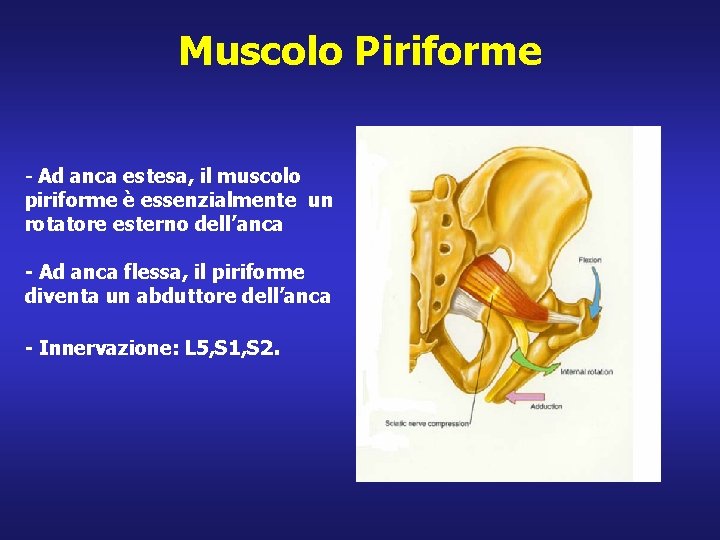 Muscolo Piriforme - Ad anca estesa, il muscolo piriforme è essenzialmente un rotatore esterno