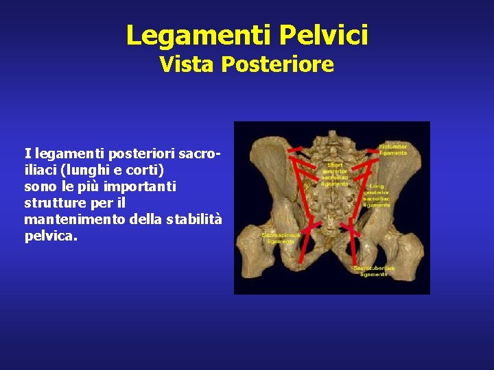 Legamenti Pelvici Vista Posteriore I legamenti posteriori sacroiliaci (lunghi e corti) sono le più