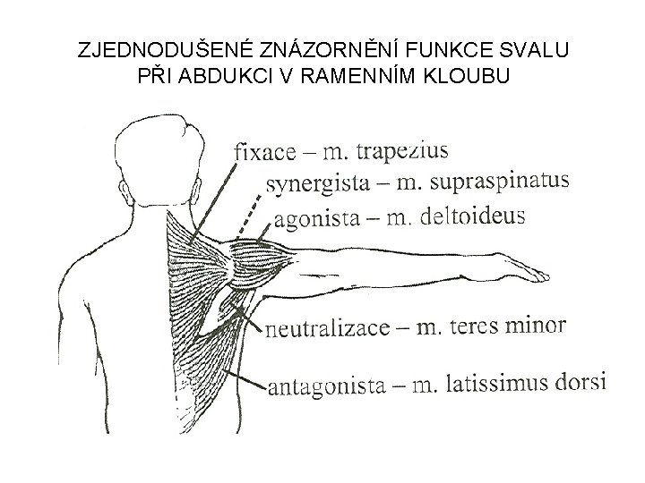 ZJEDNODUŠENÉ ZNÁZORNĚNÍ FUNKCE SVALU PŘI ABDUKCI V RAMENNÍM KLOUBU 