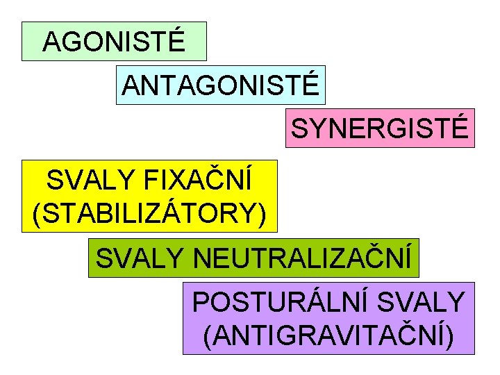 AGONISTÉ ANTAGONISTÉ SYNERGISTÉ SVALY FIXAČNÍ (STABILIZÁTORY) SVALY NEUTRALIZAČNÍ POSTURÁLNÍ SVALY (ANTIGRAVITAČNÍ) 