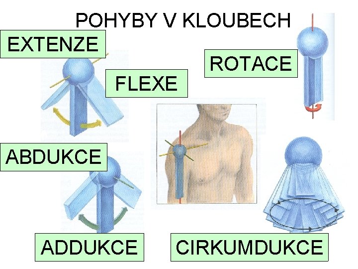 POHYBY V KLOUBECH EXTENZE ROTACE FLEXE ABDUKCE ADDUKCE CIRKUMDUKCE 