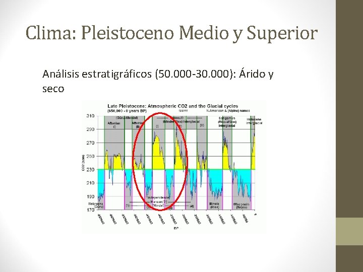 Clima: Pleistoceno Medio y Superior Análisis estratigráficos (50. 000 -30. 000): Árido y seco Clima: Pleistoceno Medio y Superior Análisis estratigráficos (50. 000 -30. 000): Árido y seco
