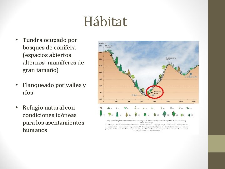 Hábitat • Tundra ocupado por bosques de conífera (espacios abiertos alternos: mamíferos de gran Hábitat • Tundra ocupado por bosques de conífera (espacios abiertos alternos: mamíferos de gran