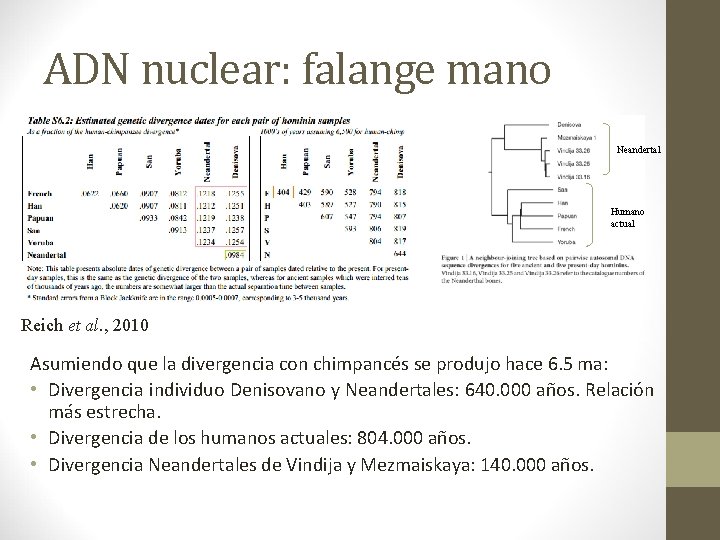 ADN nuclear: falange mano Neandertal Humano actual Reich et al. , 2010 Asumiendo que ADN nuclear: falange mano Neandertal Humano actual Reich et al. , 2010 Asumiendo que