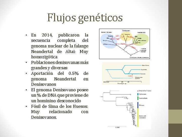 Flujos genéticos • En 2014, publicaron la secuencia completa del genoma nuclear de la Flujos genéticos • En 2014, publicaron la secuencia completa del genoma nuclear de la